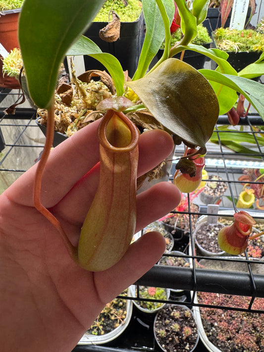 Nepenthes Alata