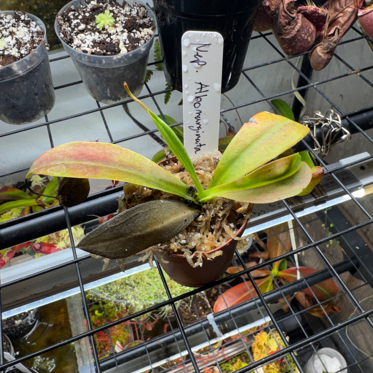 Nepenthes Albomarginata