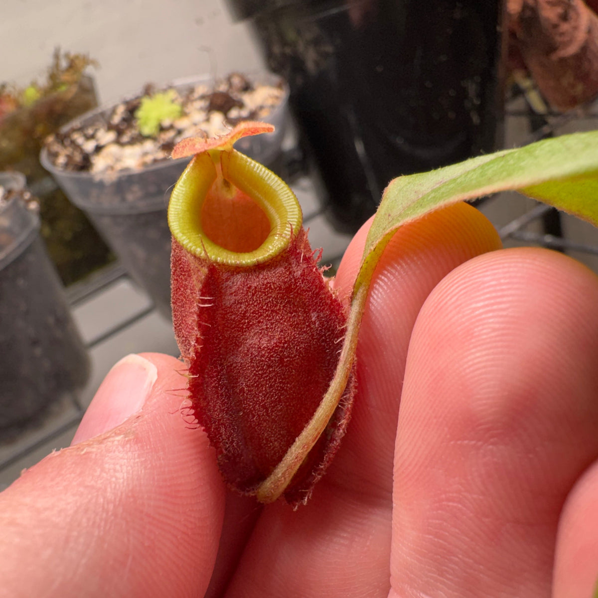 Nepenthes Ventricosa x Ampullaria 'Black Miracle'