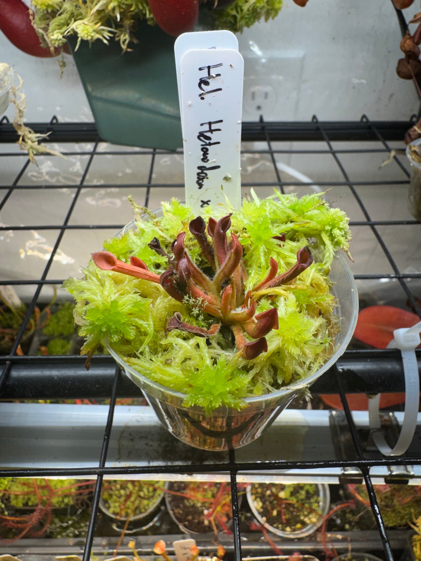 Heliamphora Heterodoxa x Minor | Sun Pitcher Plant