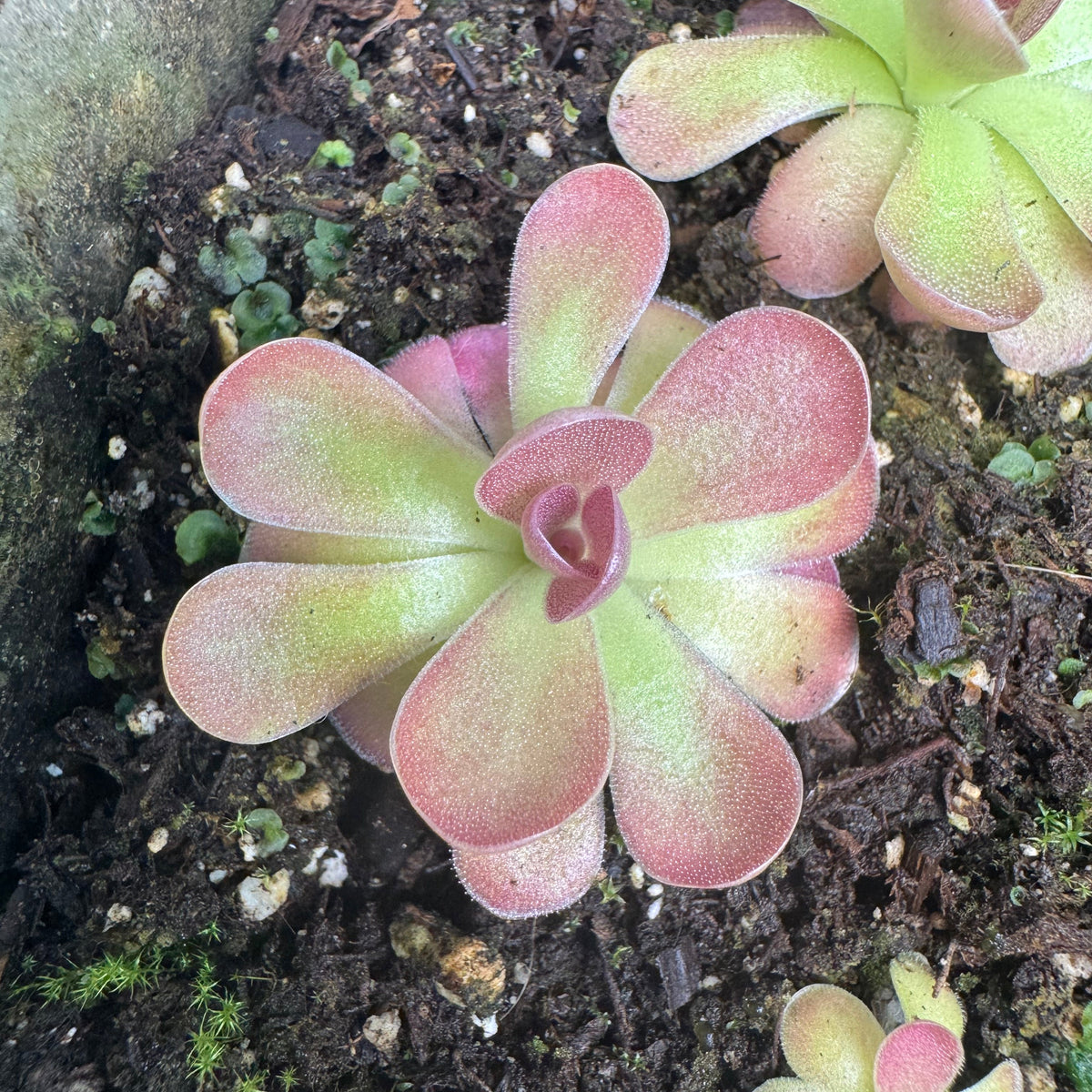 Pinguicula 'Johanna'