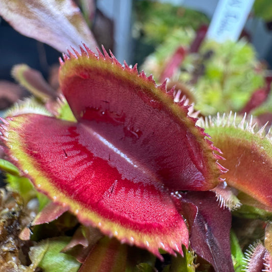 Close-up of a Venus flytrap 'Piranha' trap with a deep red interior and short, jagged teeth