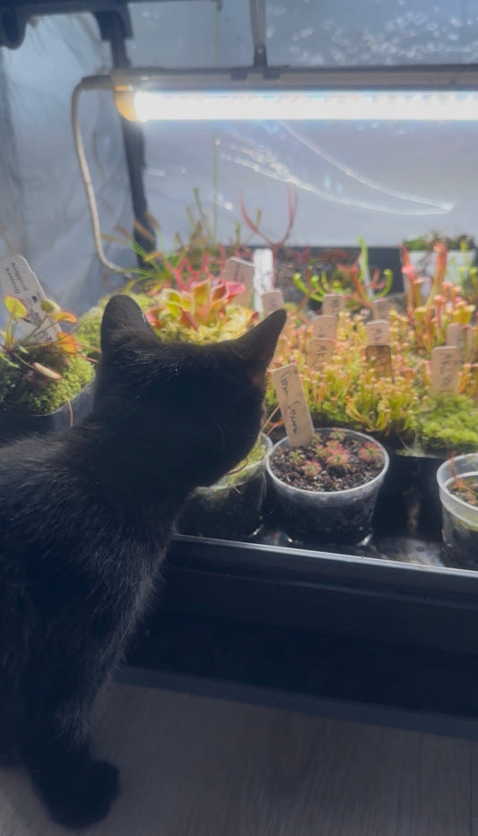 Are Carnivorous Plants Safe Around Pets?