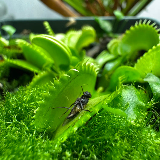 Why Do Carnivorous Plants Eat Bugs?