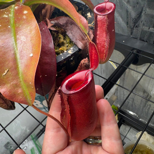 How Do You Take Care of a Carnivorous Plant for Beginners?