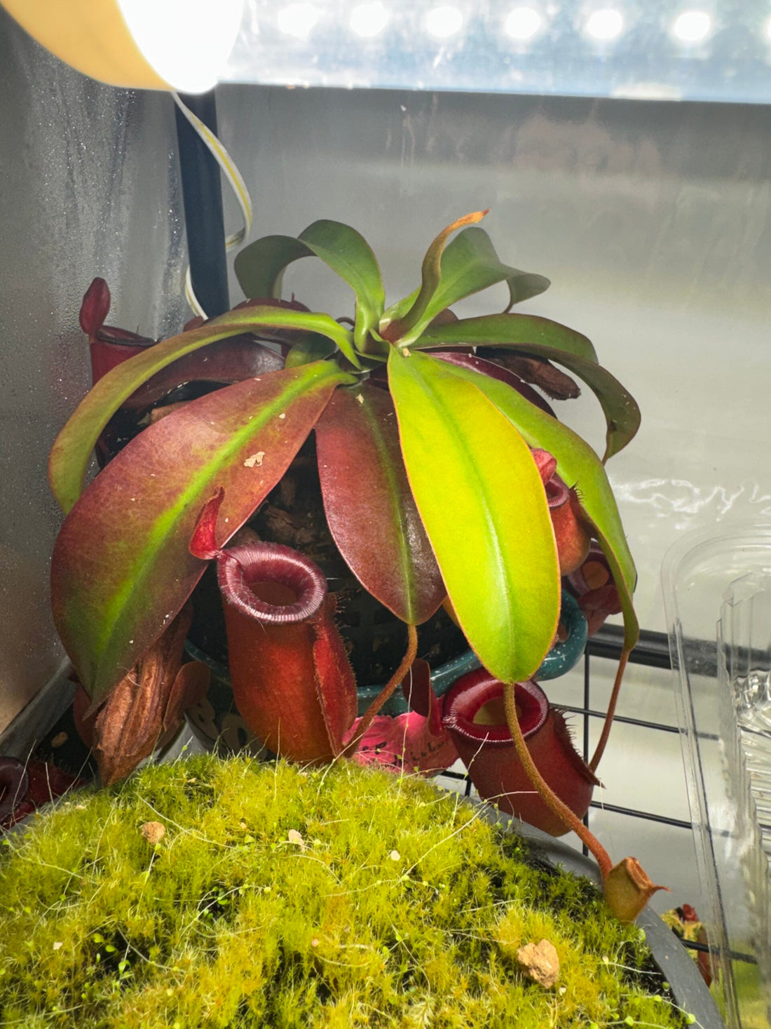 Why Did My Carnivorous Plant Die?