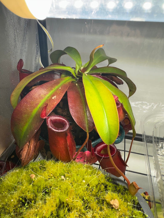 Why Did My Carnivorous Plant Die?
