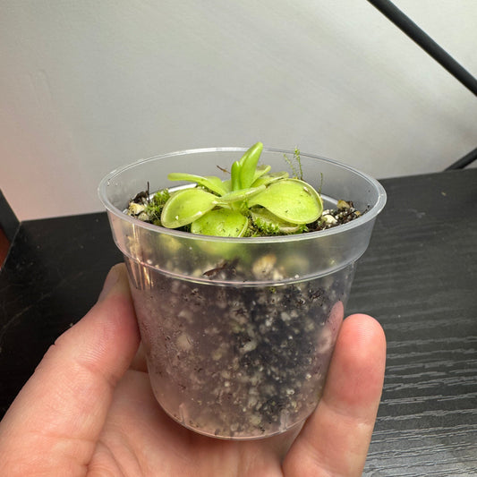 Can Carnivorous Plants Grow in a Window?