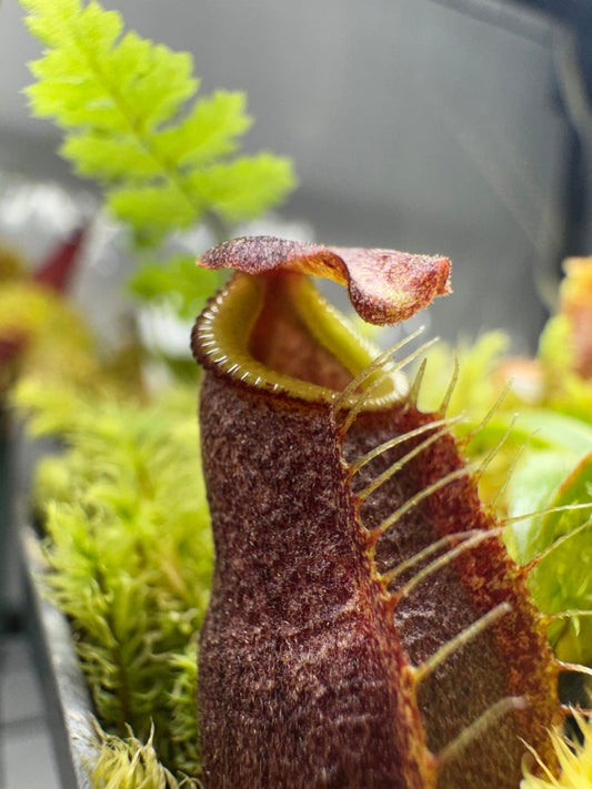 How to Care for Nepenthes (Commonly Known as Pitcher Plants)