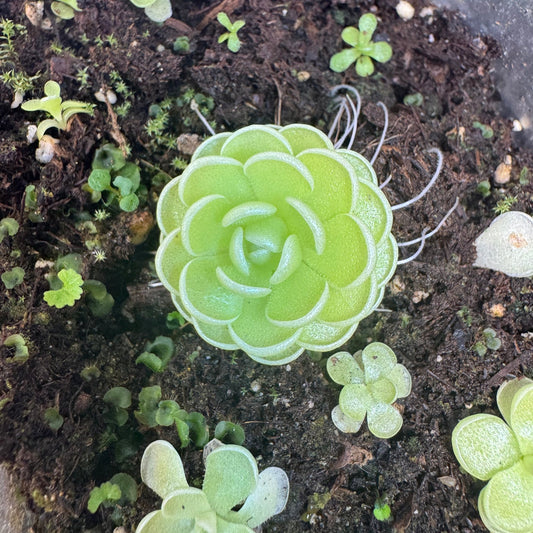Pinguicula esseriana, a compact pale green butterwort rosette, growing in dark soil among smaller plants