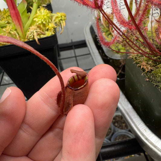Why Is My Nepenthes Not Making Pitchers?