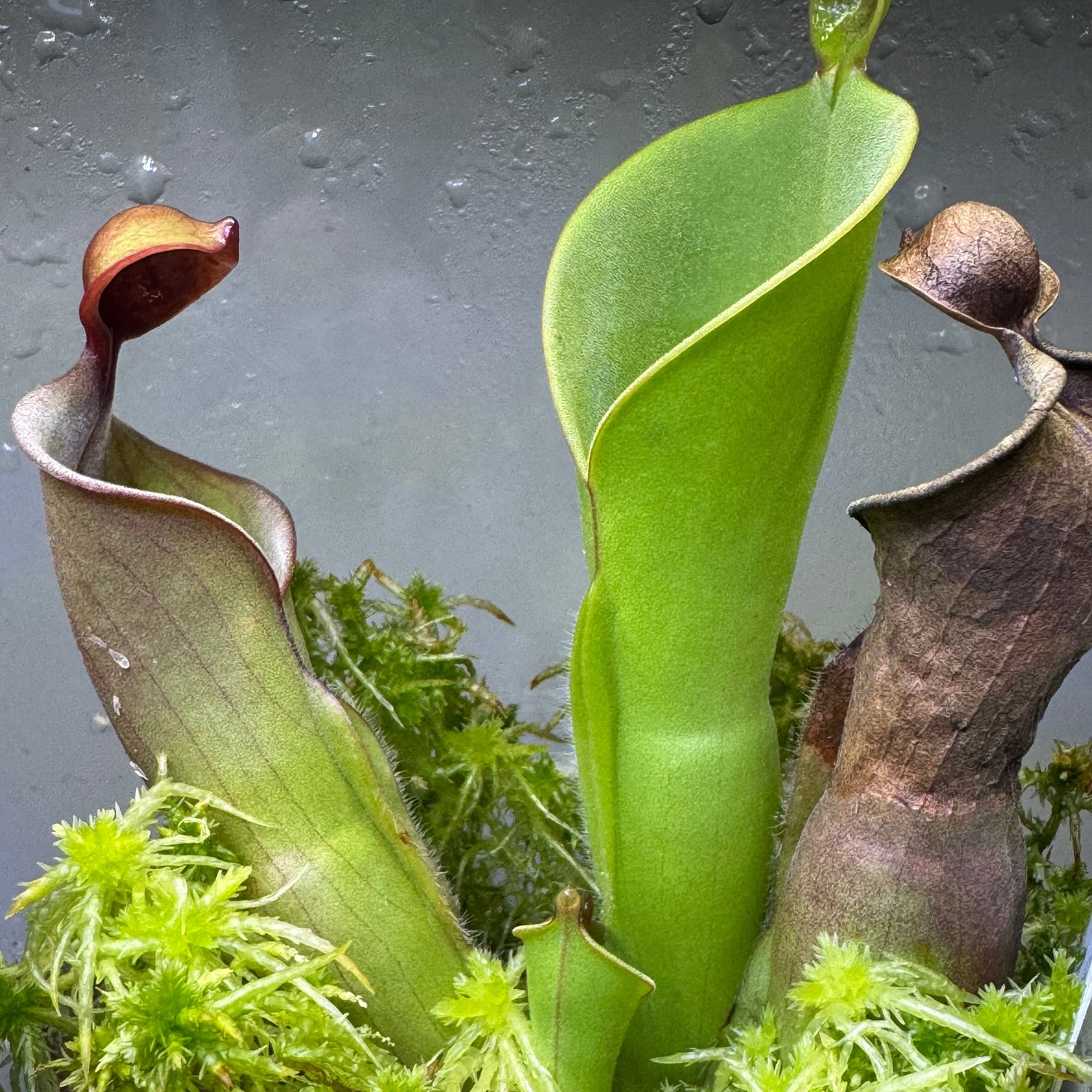 Heliamphora (Sun Pitcher Plants)