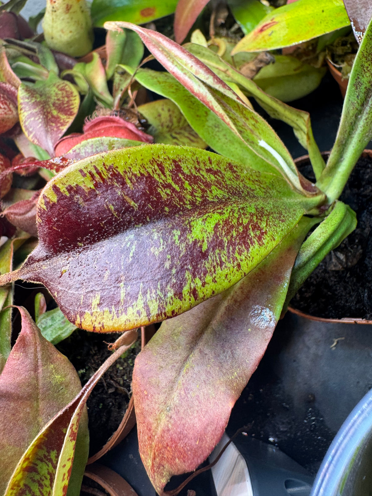 Nepenthes Ventricosa x Ampullaria 'Black Miracle'