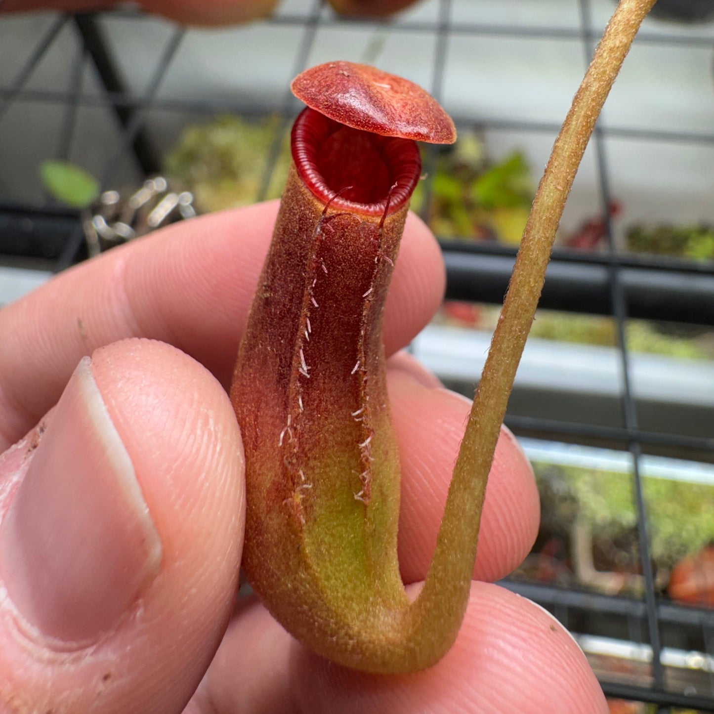 Nepenthes Lowii x Ventricosa 'Red'