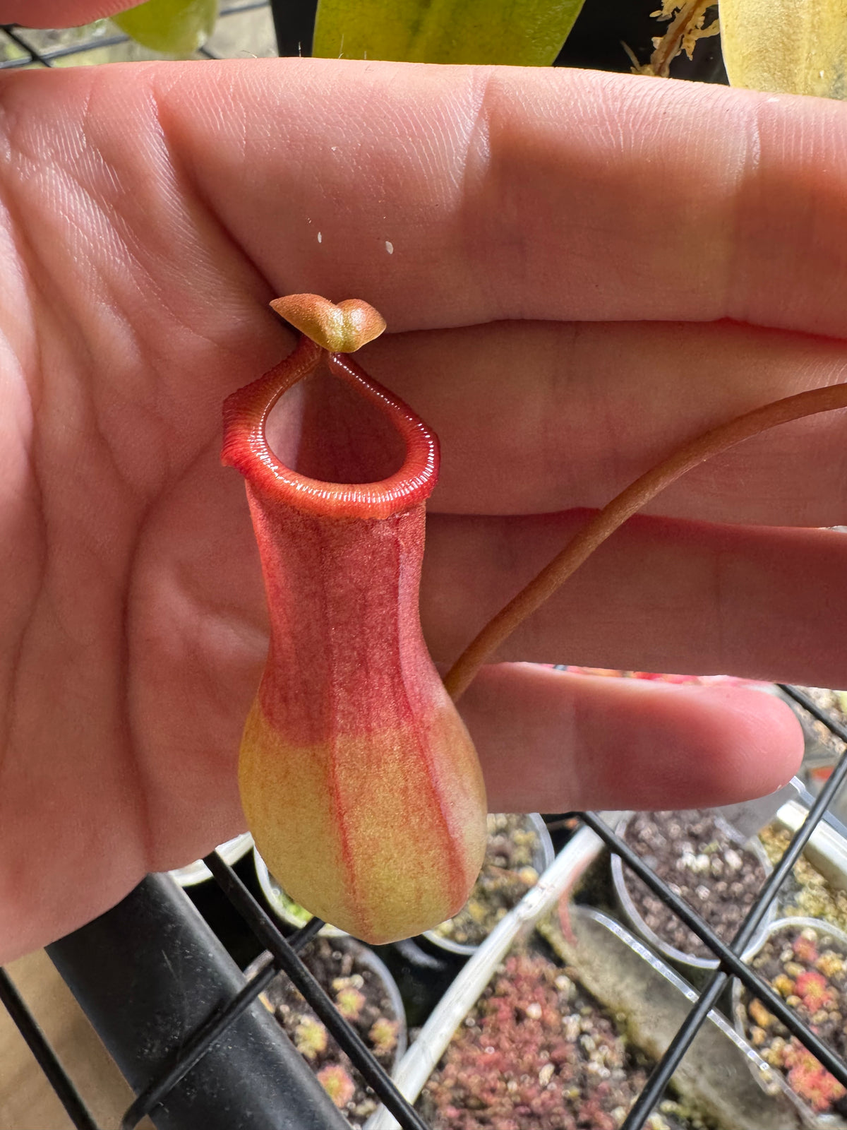 Nepenthes Alata