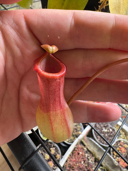 Nepenthes Alata