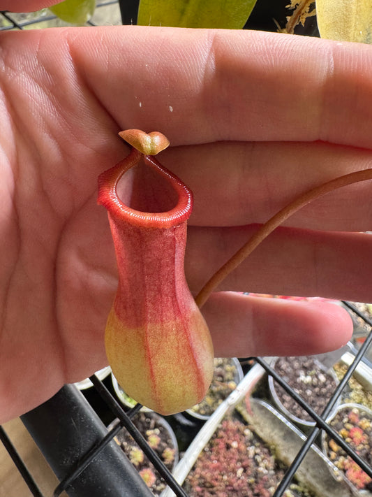 Nepenthes Alata