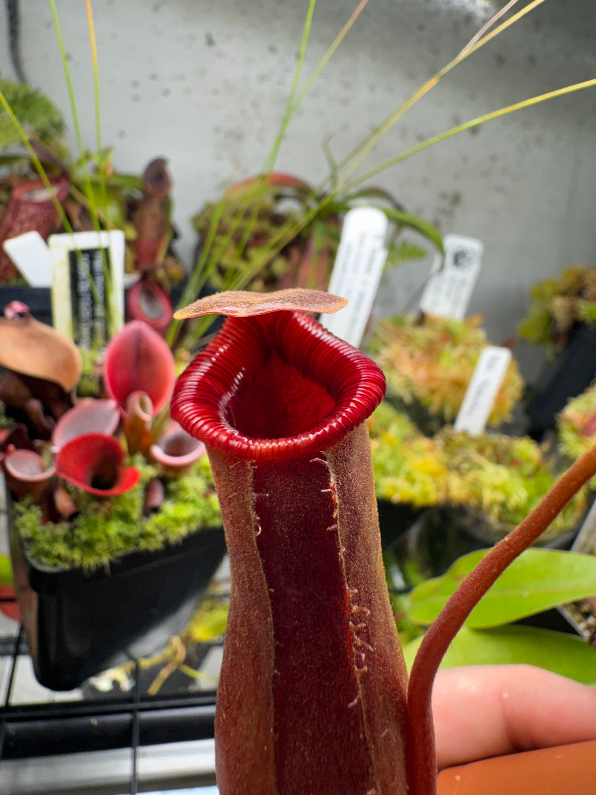 Nepenthes Lowii x Ventricosa 'Red'