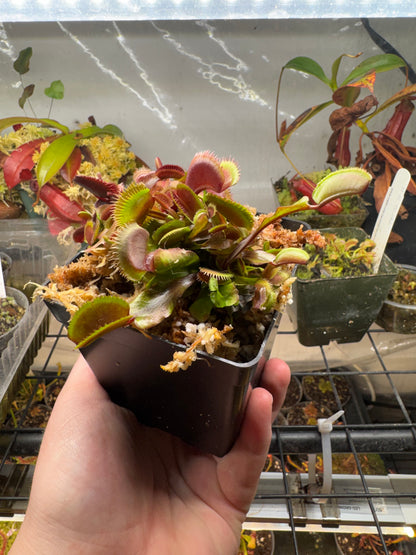 Venus Flytrap 'Piranha'