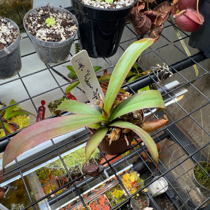 Nepenthes 'Rebecca Soper'