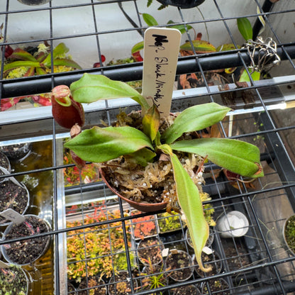 Nepenthes Ventricosa x Ampullaria 'Black Miracle'