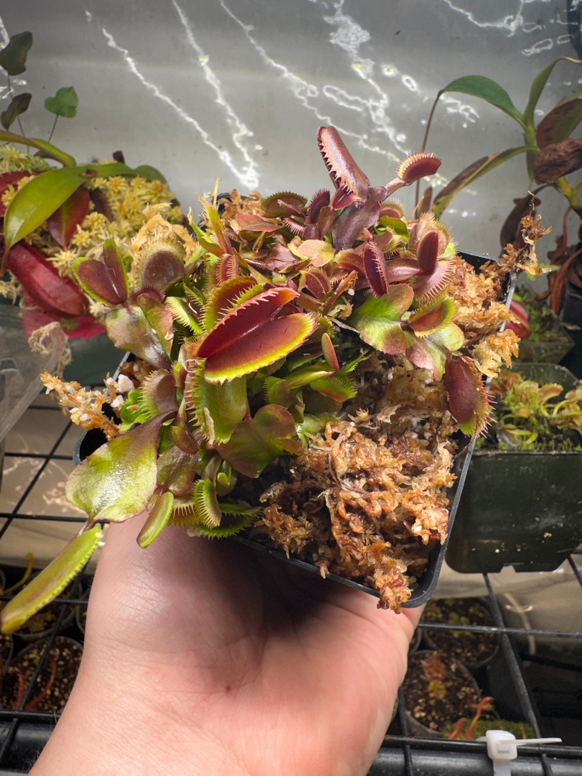 Venus Flytrap 'Piranha'