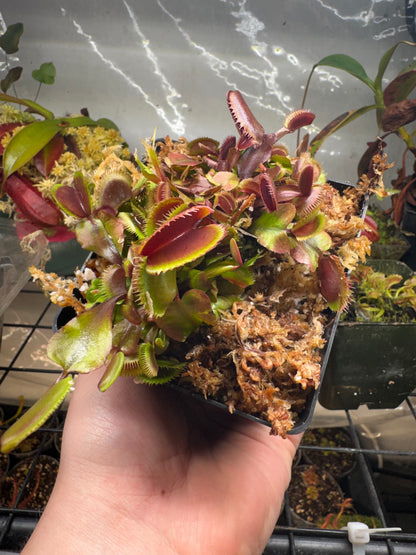 Venus Flytrap 'Piranha'
