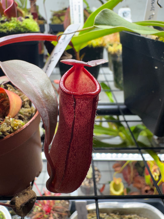 Nepenthes 'Rebecca Soper'