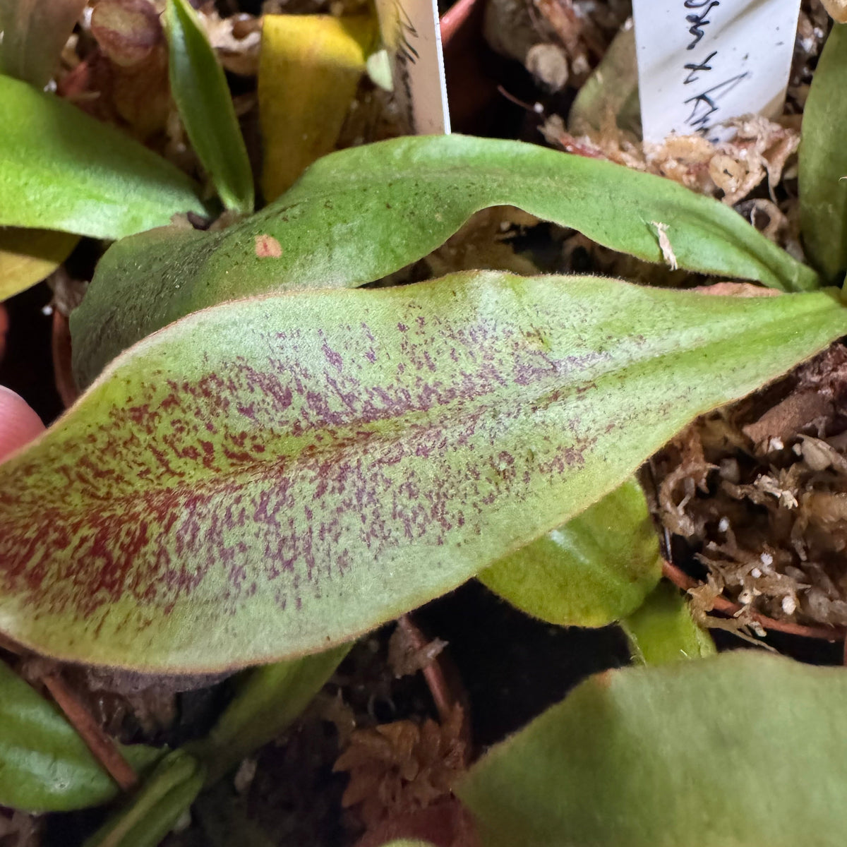 Nepenthes Ventricosa x Ampullaria 'Black Miracle'