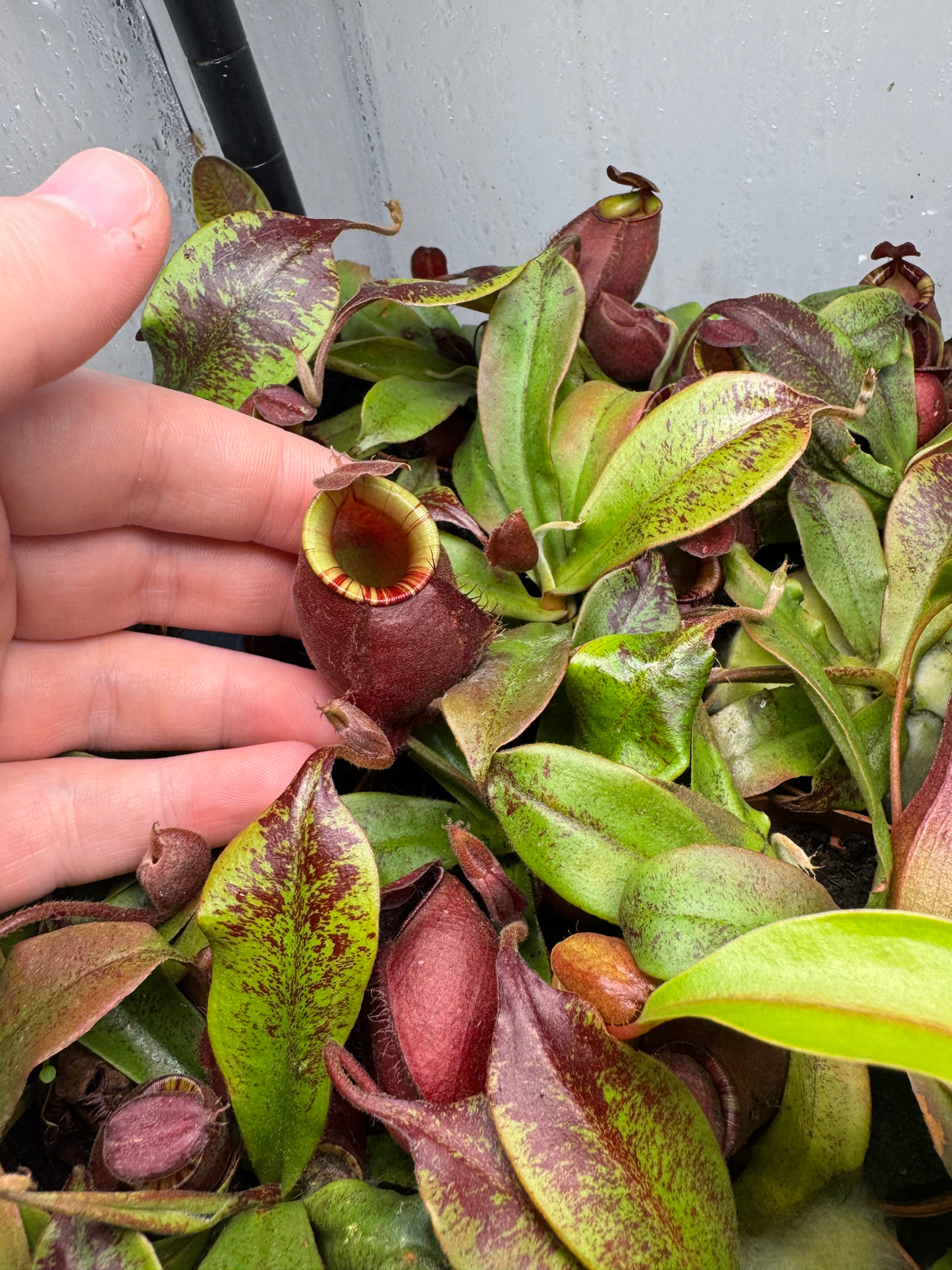 Nepenthes Ventricosa x Ampullaria 'Black Miracle'