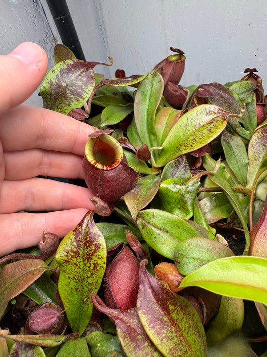 Nepenthes Ventricosa x Ampullaria 'Black Miracle'