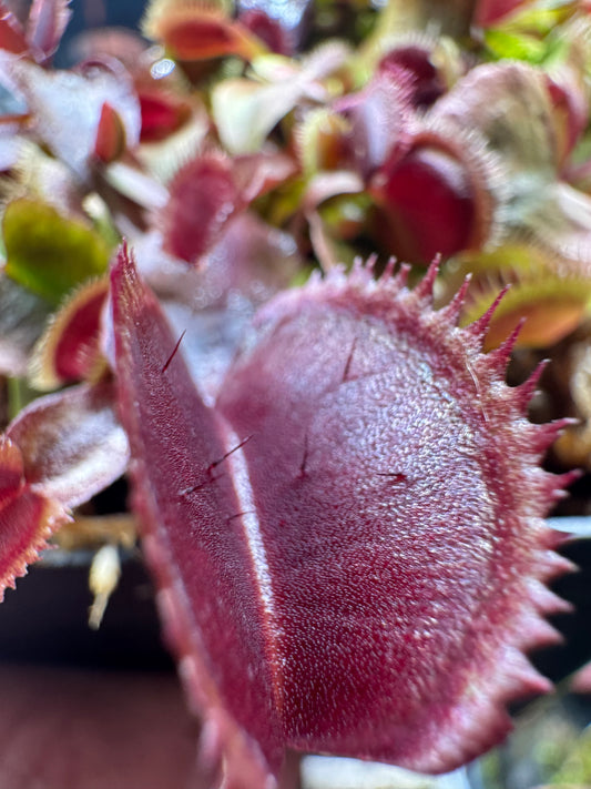 Venus Flytrap 'Piranha'
