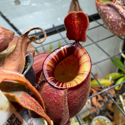 Nepenthes Ventricosa x Ampullaria 'Black Miracle'
