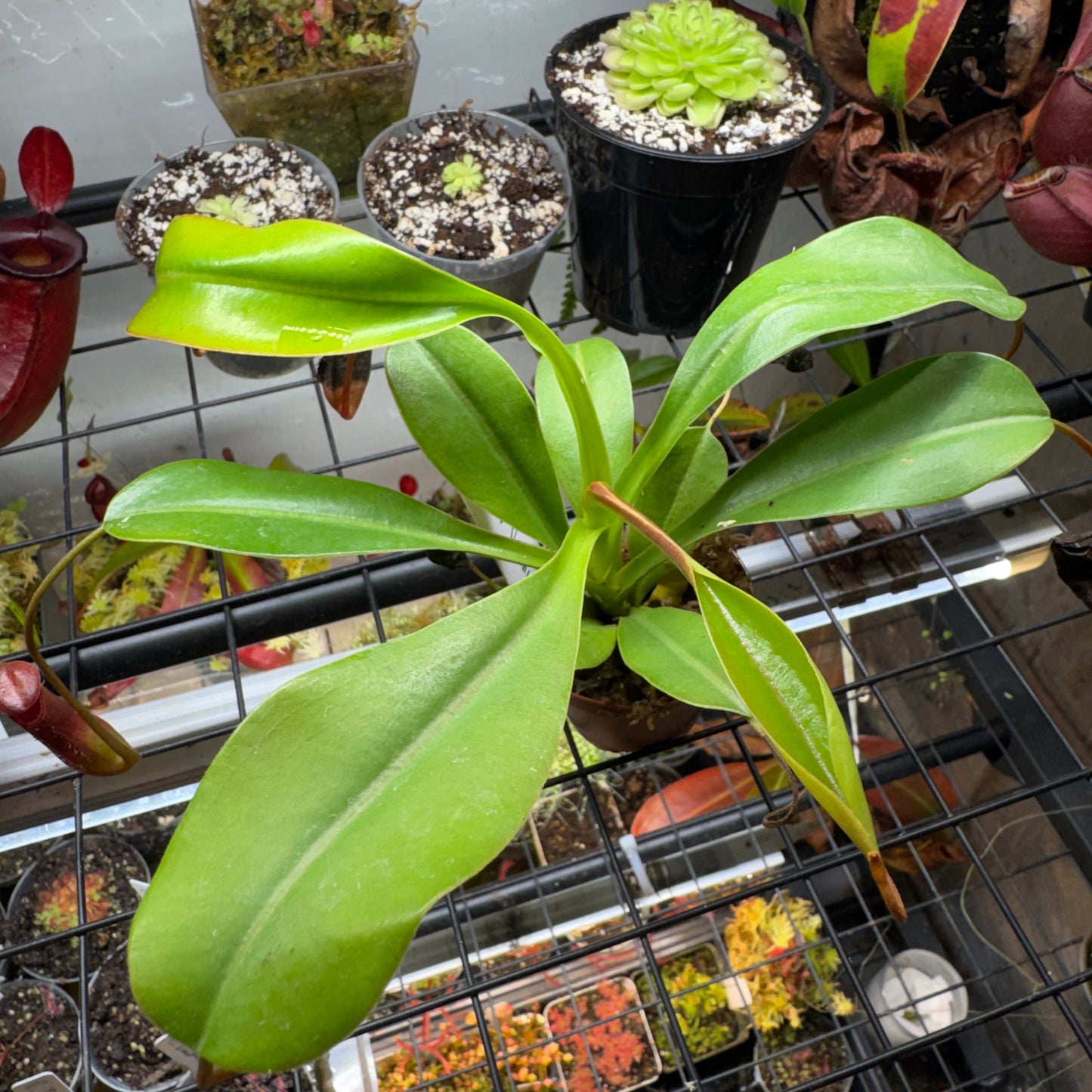 Nepenthes Lowii x Ventricosa 'Red'