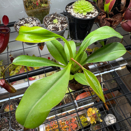 Nepenthes Lowii x Ventricosa 'Red'