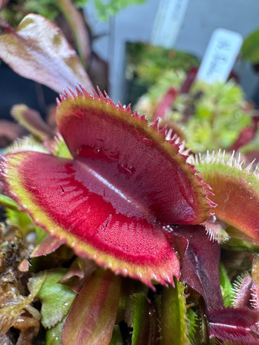 Venus Flytrap 'Piranha'