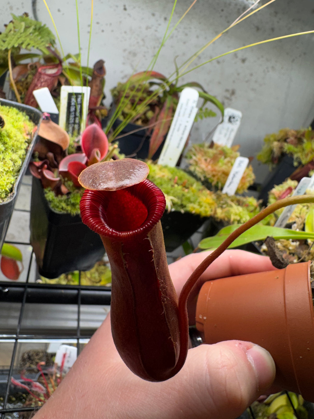 Nepenthes Lowii x Ventricosa 'Red'