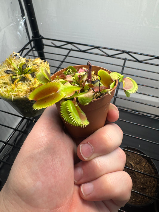 Venus Flytrap 'Piranha'