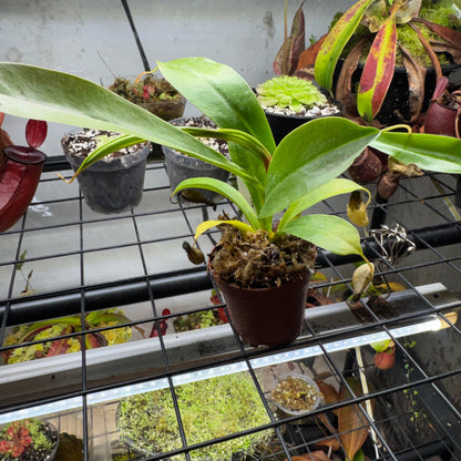 Nepenthes Alata