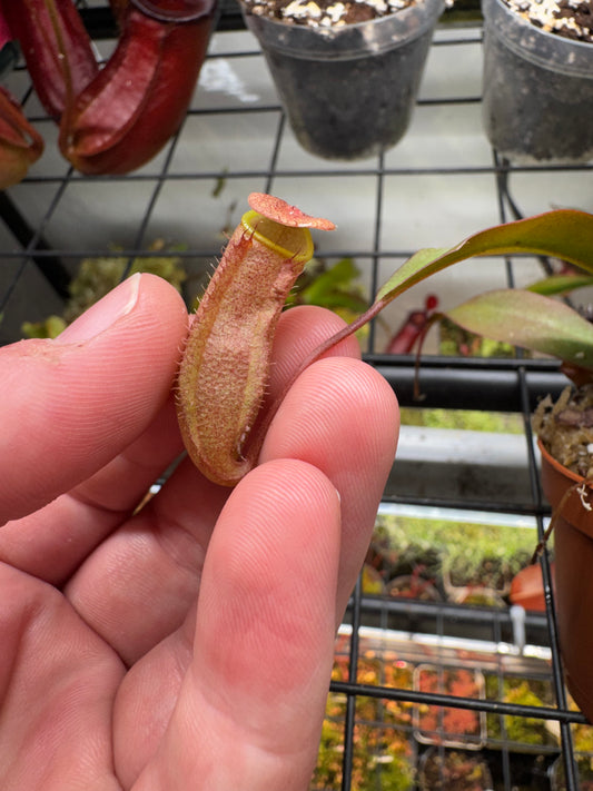 Nepenthes 'St. Gaya'