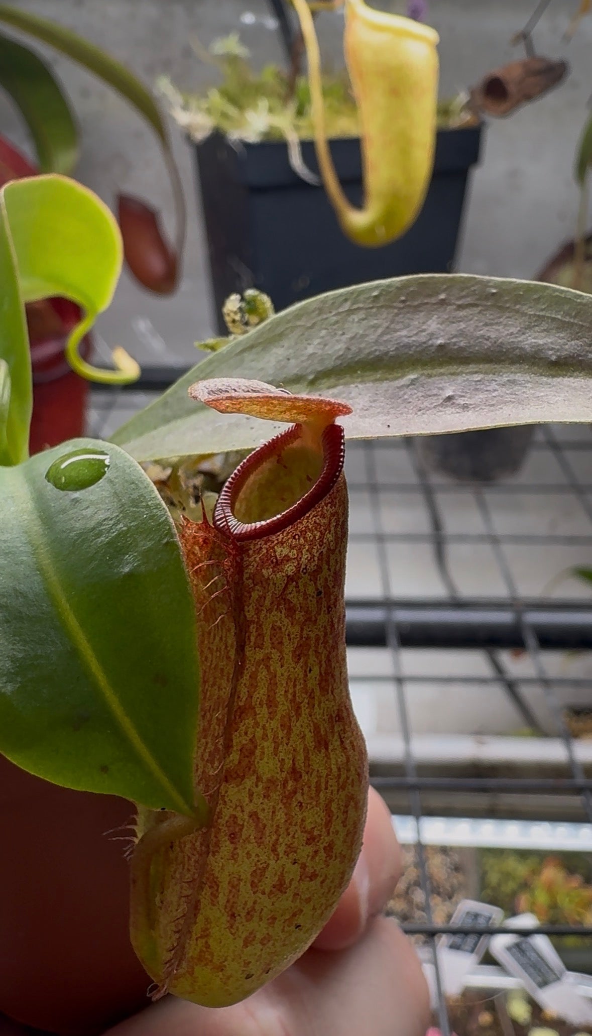 Nepenthes 'St. Gaya'