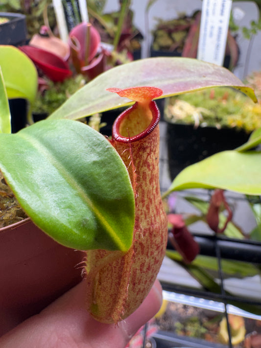 Nepenthes 'St. Gaya'