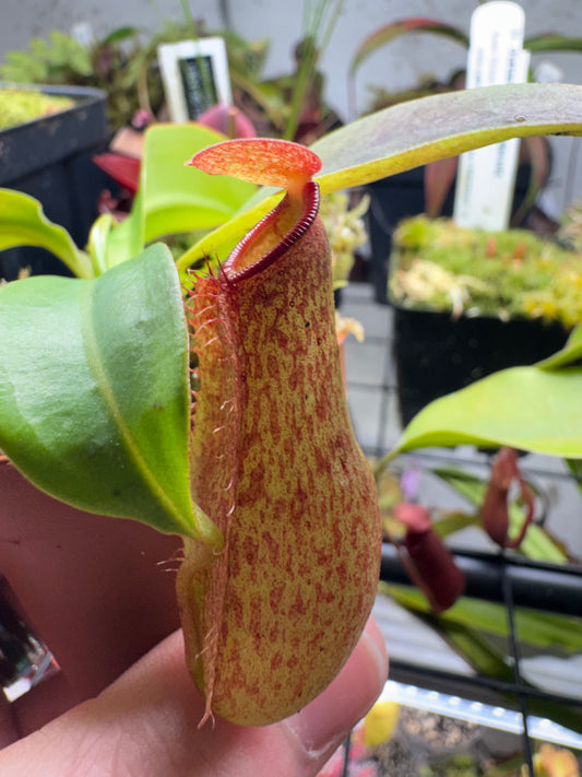 Nepenthes 'St. Gaya'