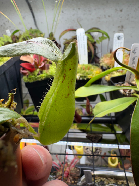 Nepenthes x Dyeriana