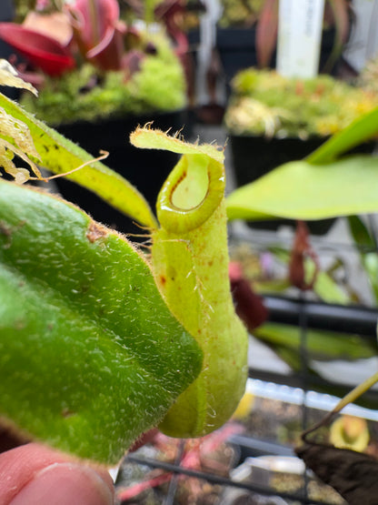 Nepenthes x Dyeriana