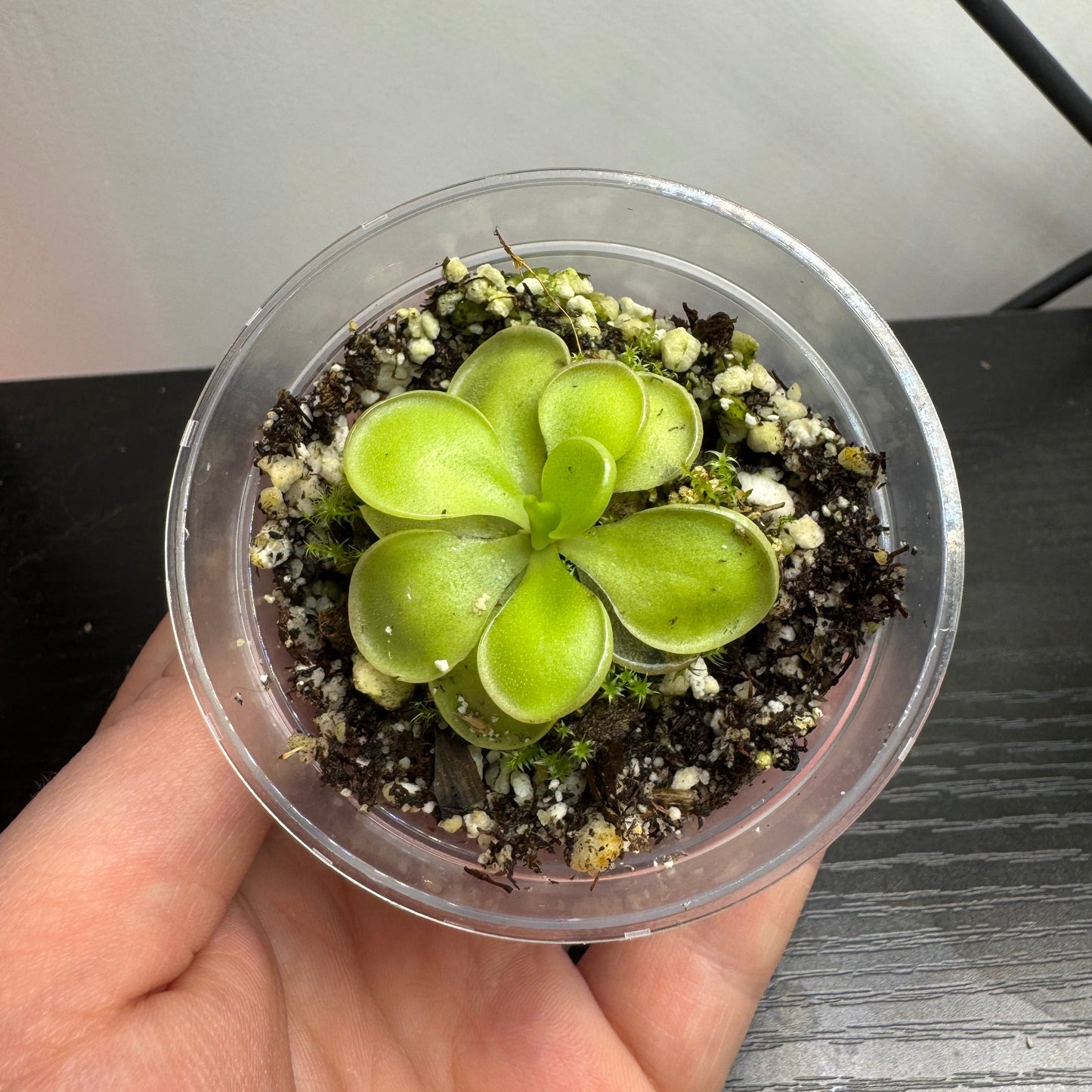 Pinguicula Hemiepiphytica x Cyclosecta