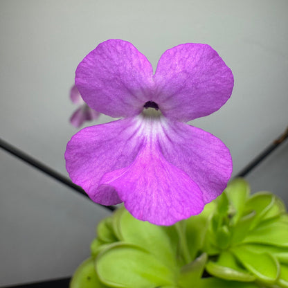 Pinguicula Hemiepiphytica x Cyclosecta
