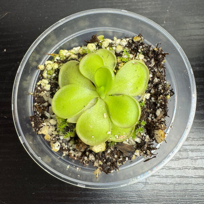Pinguicula Hemiepiphytica x Cyclosecta
