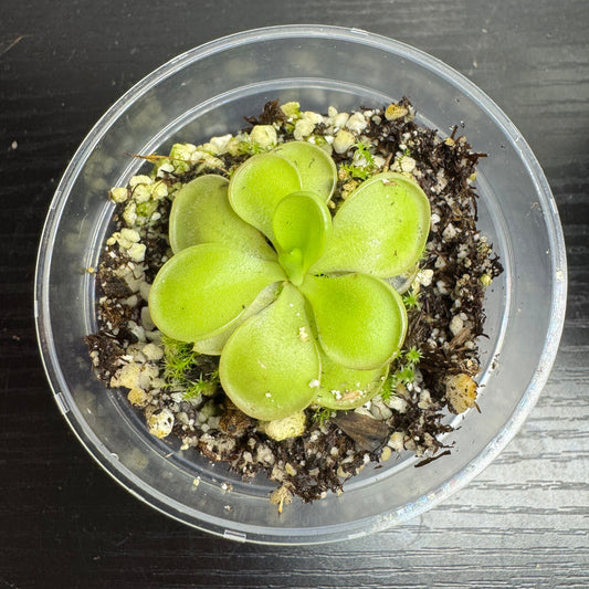 Pinguicula Hemiepiphytica x Cyclosecta