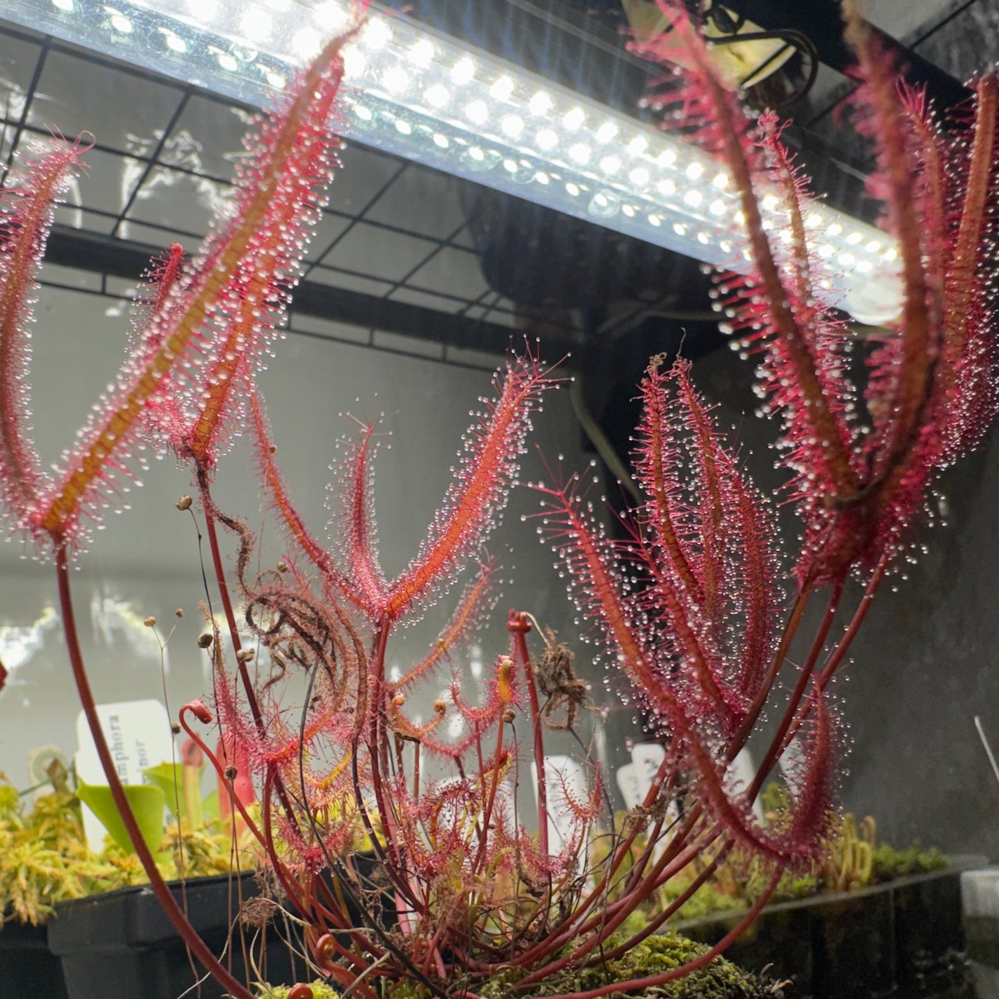 Close-up of a red and green plant with a blurred background